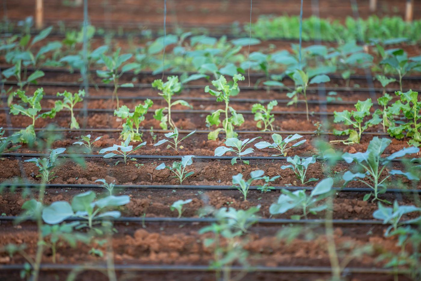 Drip tubing running along rows of plants