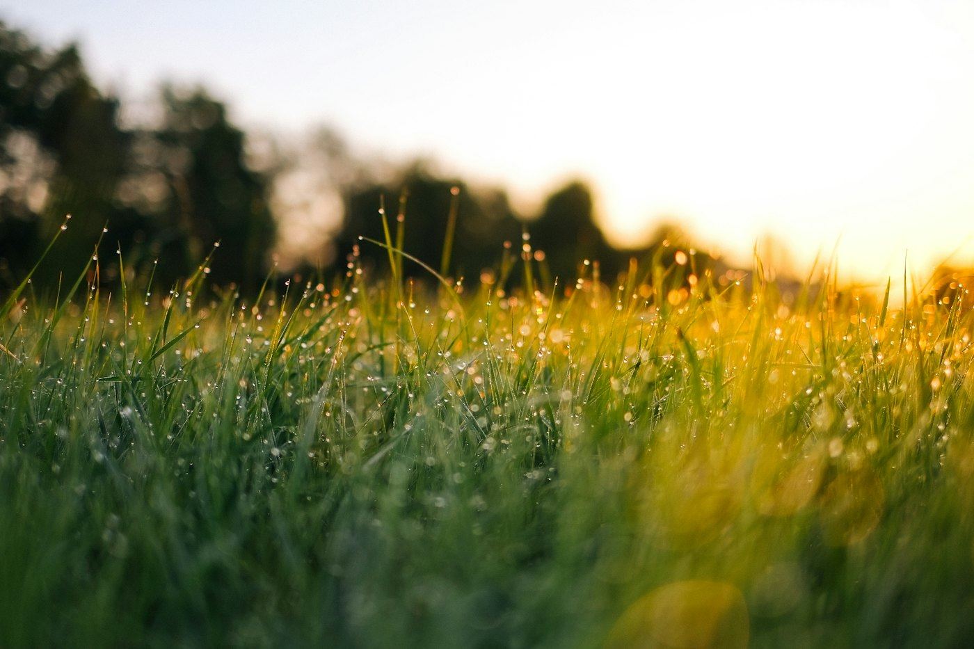 Wet grass blades in early light